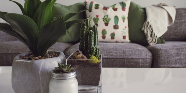 pexels-designecologist-1005058 (1) pexels-designecologist-1005058 (1)